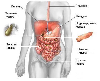 Узи тазобедренного сустава взрослым минск